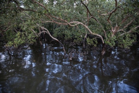 MV Ever Judger captain faces 10 years in Balikpapan oil spill case - National / le 27.02.2019 | Pollution accidentelle des eaux (+ déchets plastiques) | Scoop.it