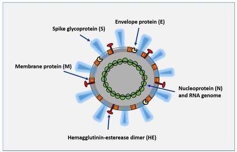 What Does Plant-Based Vaccine Technology Offer to the Fight against COVID-19? | Plant Molecular Farming | Scoop.it