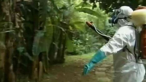 Chikungunya : un insecticide toxique, interdit en Europe, va &ecirc;tre utilis&eacute; en Guyane | EntomoNews | Scoop.it