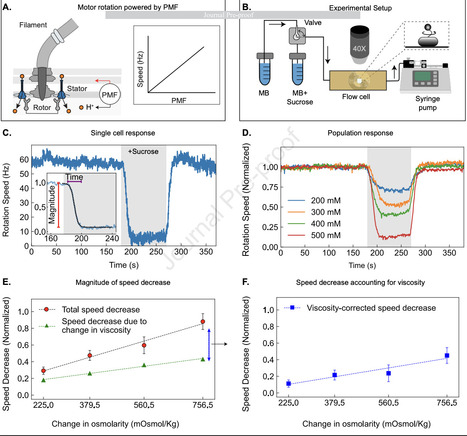 Osmotic stress triggers fast and reversible PMF collapse in Escherichia coli | bphy | RMH | Scoop.it