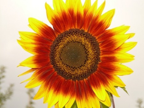 Recrutement Médias Sociaux | Comment la cooptation est boostée par les réseaux sociaux? | Management et recrutement, génération-culture Y, prospective sur les nouveaux métiers liés à l'impact de la culture connectée | Scoop.it