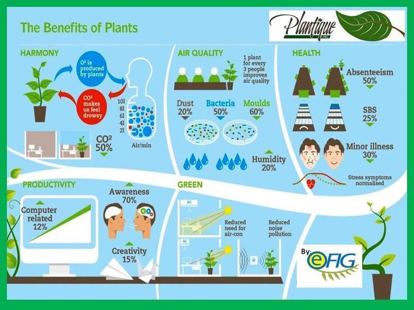 The benefits of Plants Terrariums Scoop.it