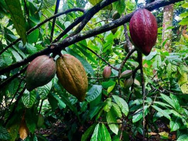 Côte d’Ivoire : un projet de 8,2 millions $ pour stimuler la digitalisation au sein de la filière cacao | Questions de développement ... | Scoop.it
