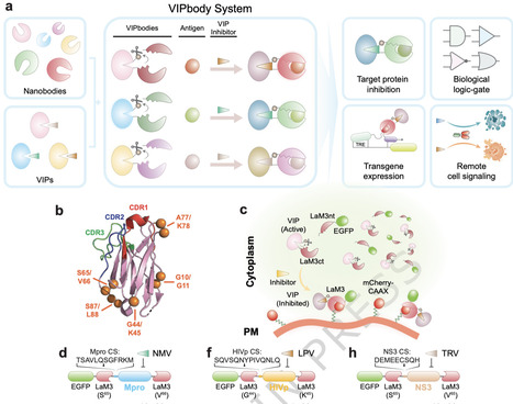 Engineering viral protease-operated nanobodies for programmable and orthogonal control of protein function | Ncm | RMH | Scoop.it