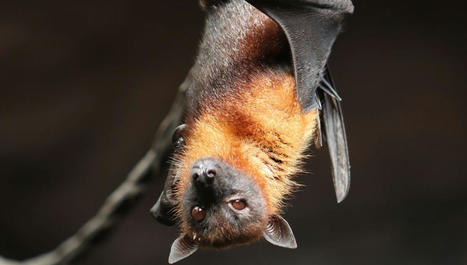 La nuit de la chauve-souris, l'occasion de s'int&eacute;resser de plus pr&egrave;s &agrave; cet animal "sentinelle" | Biodiversit&eacute; | Scoop.it