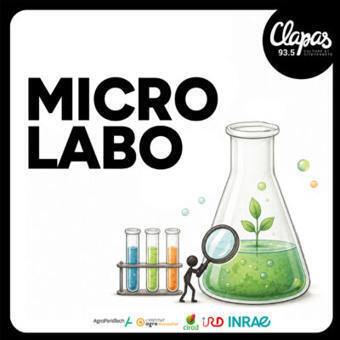 Micro Labo : la durabilit&eacute; naturelle des bois tropicaux | &Eacute;cosyst&egrave;mes Tropicaux | Scoop.it