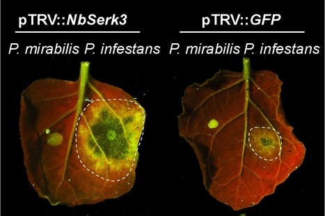 PLoS ONE: The Receptor-Like Kinase SERK3/BAK1 Is Required for Basal Resistance against the Late Blight Pathogen Phytophthora infestans in Nicotiana benthamiana | Publications | Scoop.it