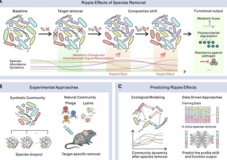 Understanding ripple effects in the gut microbiome | chm | RMH | Scoop.it