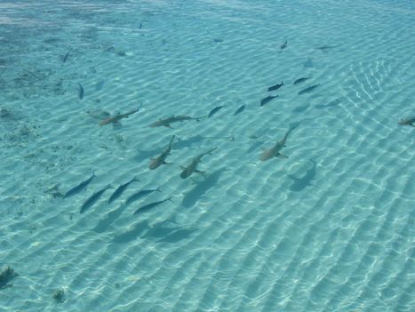 Bioconversion : des déchets agricoles à l’aquaculture - Institut de recherche pour le développement (IRD) | HALIEUTIQUE MER ET LITTORAL | Scoop.it