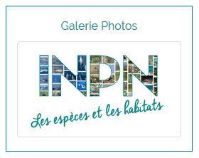 INPN - Galerie Photos : Les esp&egrave;ces et les habitats | Insect Archive | Scoop.it