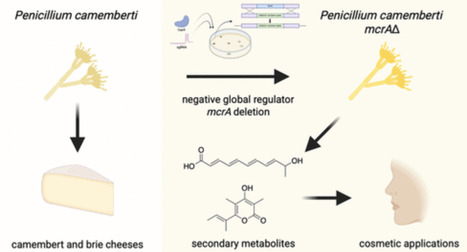 Manipulation of Global Regulator mcrA Activates the Fumigermin Pathway in Penicillium camemberti IMV00769 | acs | RMH | Scoop.it
