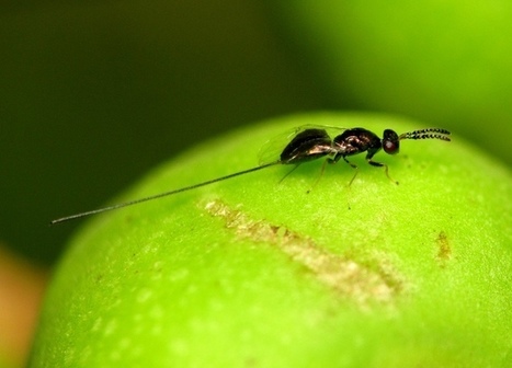 Every time a fig is born, there's a wasp massacre | RAINFOREST EXPLORER | Scoop.it