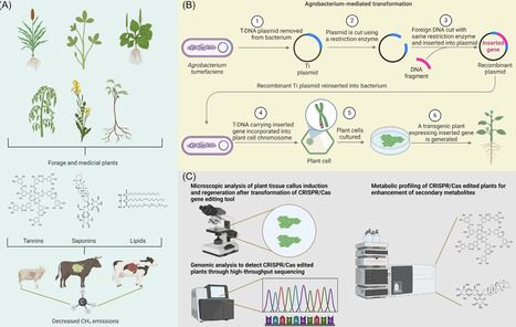 Leveraging gene editing to combat methane emissions in ruminant agriculture | Tin | RMH | Scoop.it