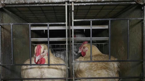 L214 porte plainte pour maltraitance animale dans un élevage landais de 60 000 poules | Planète DDurable | Scoop.it
