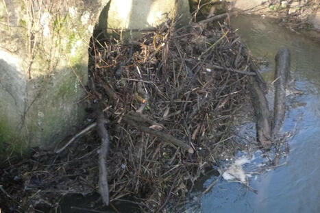 Déchets verts sur les berges : la Province du Hainaut tire la sonnette d'alarme - La DH/Les Sports+ | Ecodéveloppement territorial | Scoop.it