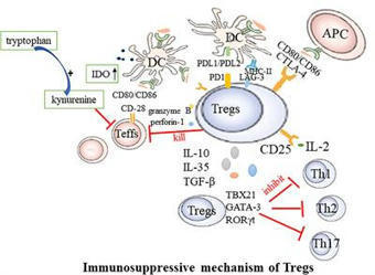 Frontiers | Augmenting regulatory T cells: new therapeutic strategy for rheumatoid arthritis | Rheumatology-Rhumatologie | Scoop.it