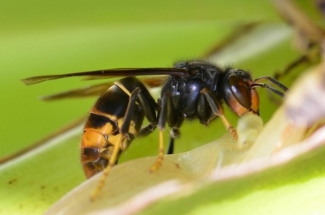 [Audio] Les frelons | Variétés entomologiques | Scoop.it