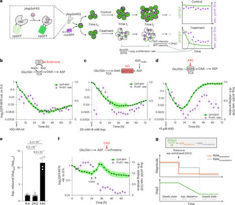 Succinate dehydrogenase loss suppresses pyrimidine biosynthesis via succinate-mediated inhibition of aspartate transcarbamylase | Nmeta | RMH | Scoop.it