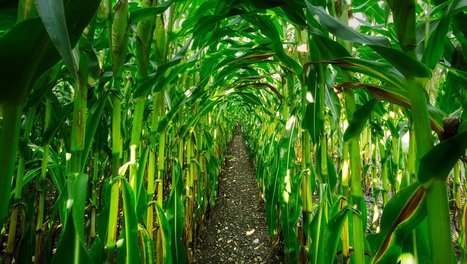 Pesticides : la volonté du ministre de l’agriculture de revenir sur l’interdiction du S-métolachlore suscite un tollé | Les Colocs du jardin | Scoop.it