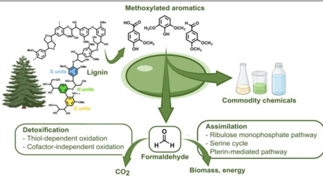 Formaldehyde metabolism in the biocatalytic upgrading of lignin | cin | RMH | Scoop.it