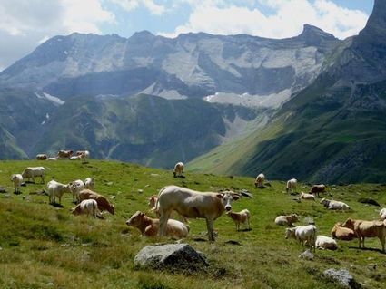 Pastoralisme en haute vallée d’Aure et vallée de la Gela | Sauvons la Gela ! | Vallées d'Aure & Louron - Pyrénées | Scoop.it