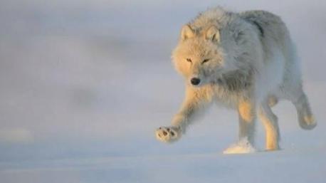 VIDEO. Un photographe parvient à approcher les loups blancs du Grand Nord | J'écris mon premier roman | Scoop.it
