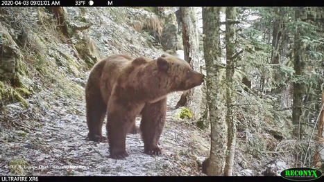 Ours : 4 M€ pour protéger les troupeaux et 350 000 € pour indemniser les éleveurs | Biodiversité | Scoop.it