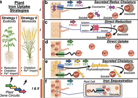Genetically Reprogramming Crops and Rhizobacteria for Nutritional Iron Biofortification | asb | RMH | Scoop.it