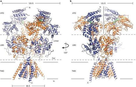 NMDA receptor structures reveal subunit arrangement and pore architecture | AntiNMDA | Scoop.it