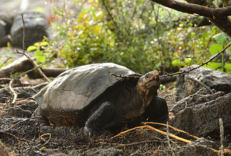 Breaking: Female Tortoise Found on Fernandina Island | Galapagos | Scoop.it