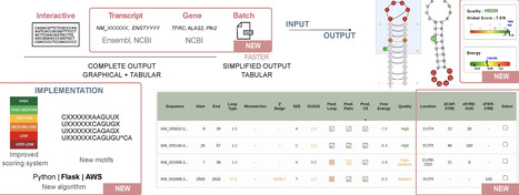 SIREs 3.0, an improved RNA prediction tool for iron-responsive elements | nar | RMH | Scoop.it