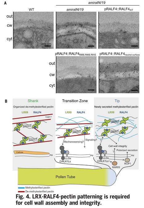 FER, ANJ, and HERK1 receptors interact with RALF6, 7, 16, 36, and 37