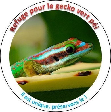 Esp&egrave;ces invasives: les Geckos verts de la R&eacute;union luttent pour leur survie - Agence Science-Presse | Biodiversit&eacute; | Scoop.it