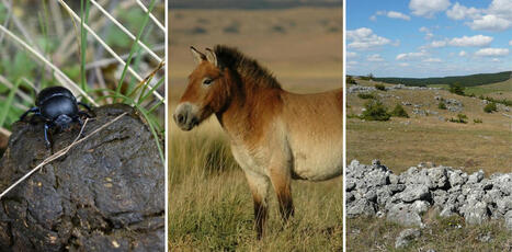 Comment des crottes de brebis ou du crottin de chevaux sauvages peuvent modifier un&nbsp;paysage | Biodiversit&eacute; - @ZEHUB on Twitter | Scoop.it