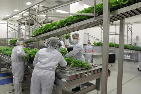 Plant-derived vaccines | Plant Molecular Farming | Scoop.it