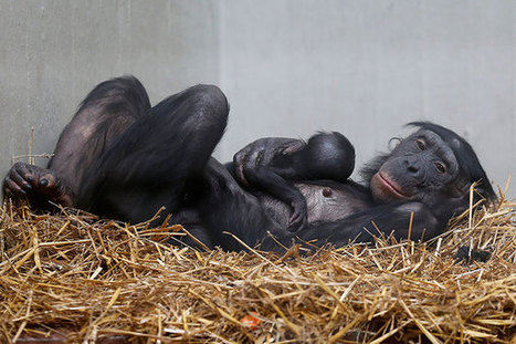 Animal smarts: A Q&A with primatologist Frans de Waal | Empathy and Animals | Scoop.it