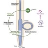Plant Sciences