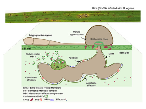 Virulence:&nbsp;Pathogenicity and virulence of the blast fungus magnaporthe oryzae (2026) | Publications from The Sainsbury Laboratory | Scoop.it