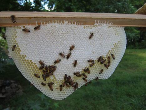 Top Bar Beekeeping Hive Design Pros And Cons