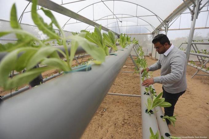 Gaza farmers grow lettuce without soil –