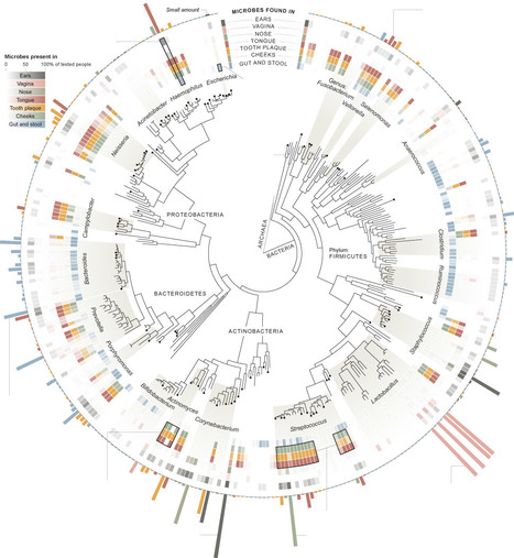 The altered landscape of the human skin microbiome in patients with primary immunodeficiencies | Immunopathology & Immunotherapy | Scoop.it