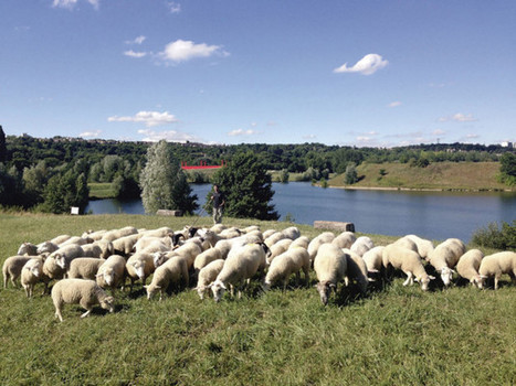 Cergy Des moutons pour tondre la base | Val-d'Oise : Aménagement et urbanisme | Scoop.it