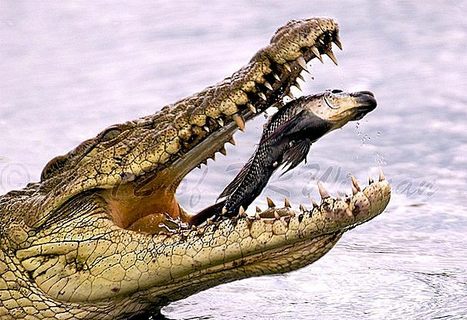 Pourquoi le livre num&eacute;rique co&ucirc;te &agrave; peine moins que le papier | Slate | Chronique des Droits de l'Homme | Scoop.it