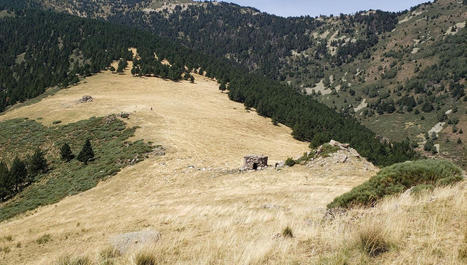 Des mesures pour concilier élevage et biodiversité au Parc naturel régional des Pyrénées catalanes | Elevage et environnement | Scoop.it