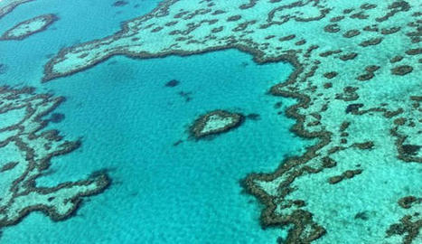 Les récifs coralliens sont-ils toujours résilients ? L'Express | Biodiversité | Scoop.it