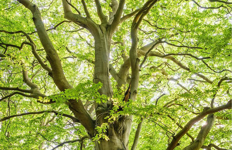 Échos d’Ecofor n°58 | Forêt, Bois, Milieux naturels : Interactions Enseignement supérieur - Organisations - Recherche | Scoop.it