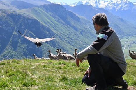 Un médicament toxique menace la survie des vautours en France | Biodiversité | Scoop.it