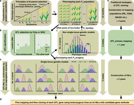 The identification of grain size genes by RapMa...