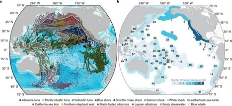 The political biogeography of migratory marine predators | Biodiversité | Scoop.it