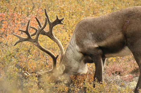 Caribou : à quand la fin du débat? | Le Soir Matanie | Revue de presse La Matanie | Scoop.it